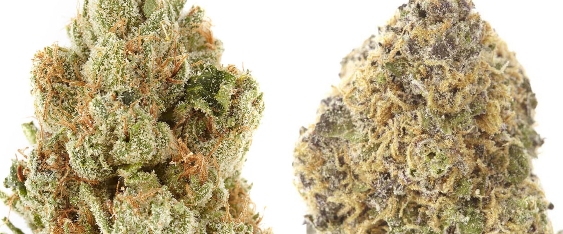 Is indica or sativa a better strain?