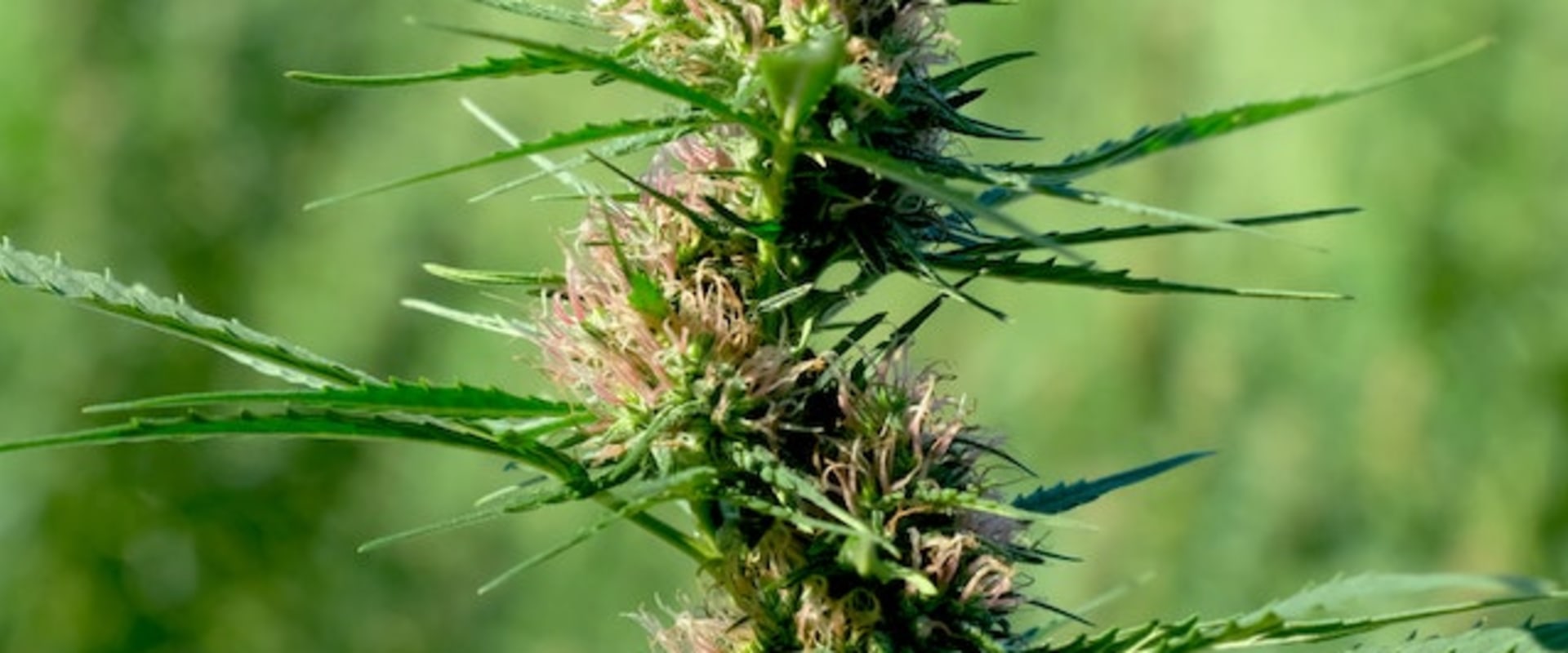 What Medical Conditions Can Indica Be Used For?