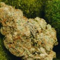 Is indica a brain high or body high?