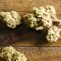 Why Indica Strains Might Be The Perfect Strain For You In Long Beach